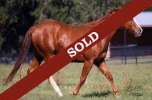 We occasionally sell one of our quality horses!