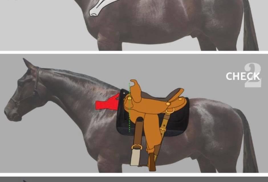 SADDLE PLACEMENT