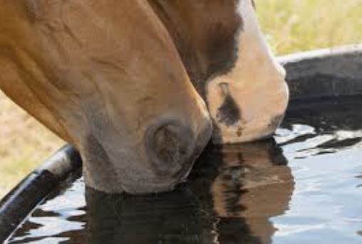 How many gallons does a horse drink a day?!